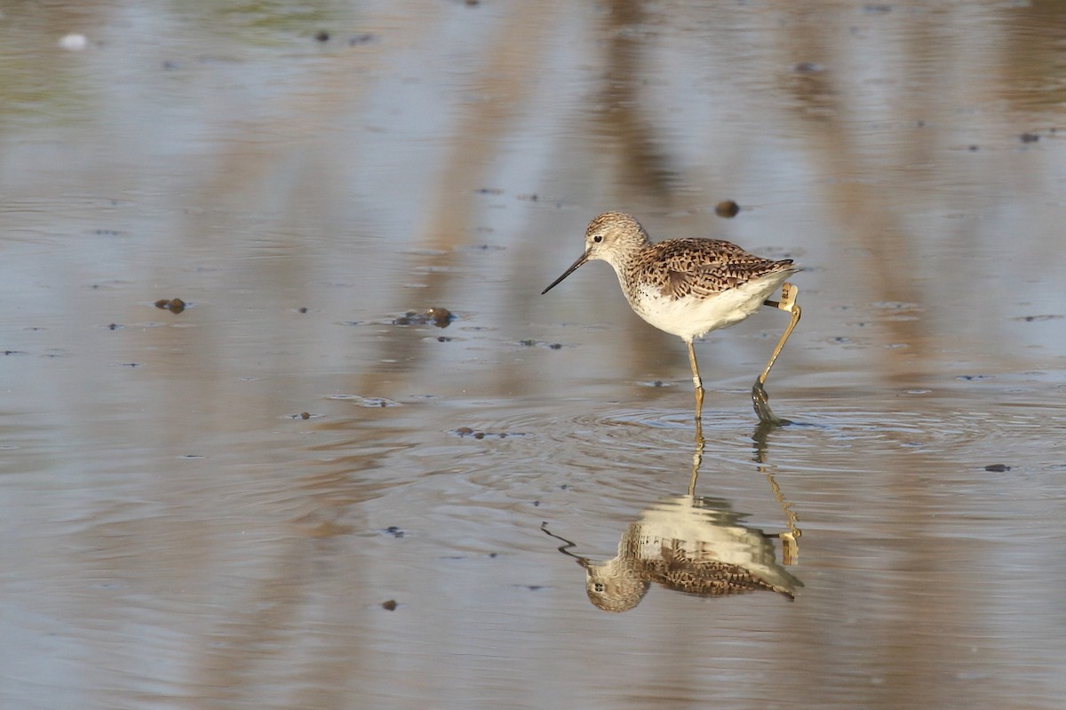 Marsh Sandpiper - ML618425593