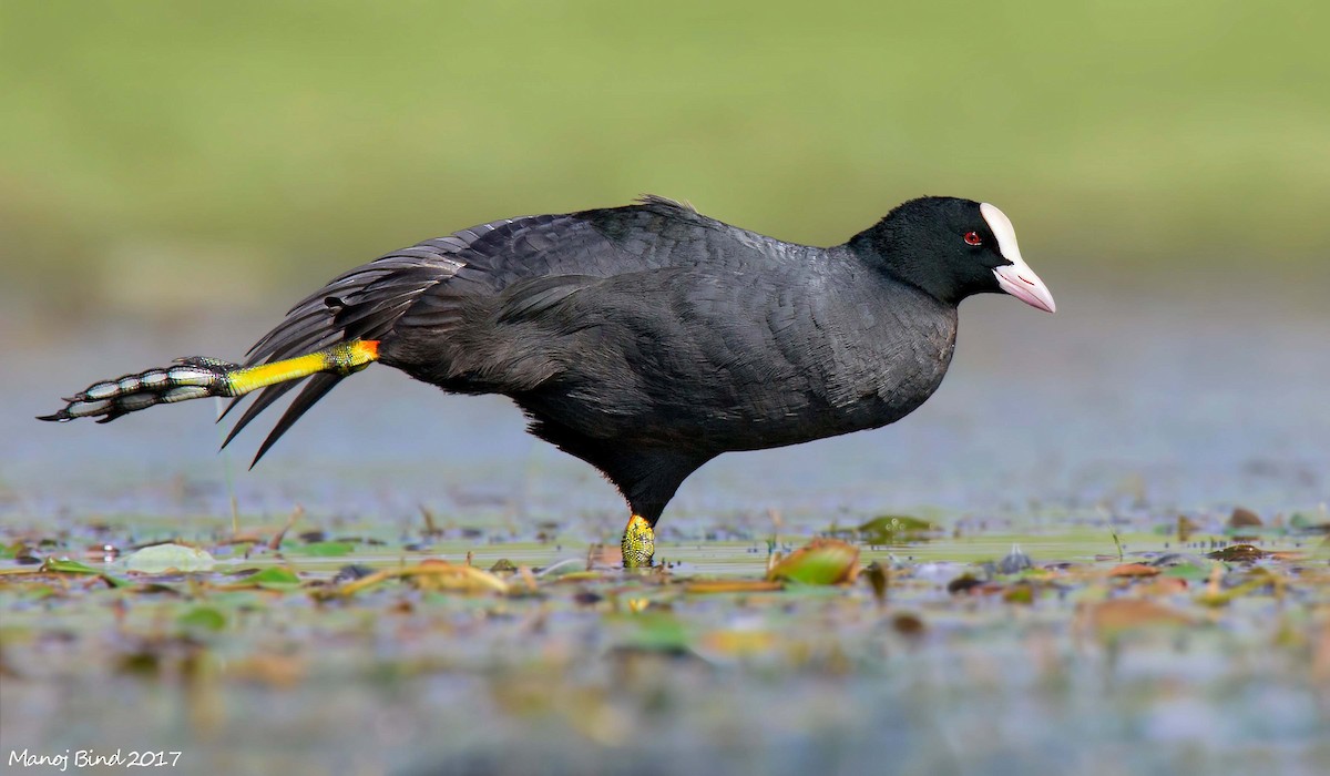 Eurasian Coot - ML618425598