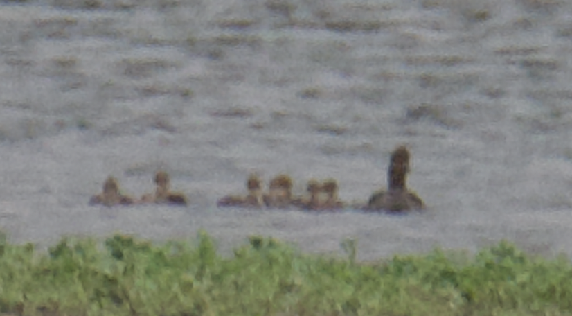 merganser sp. - Anonymous