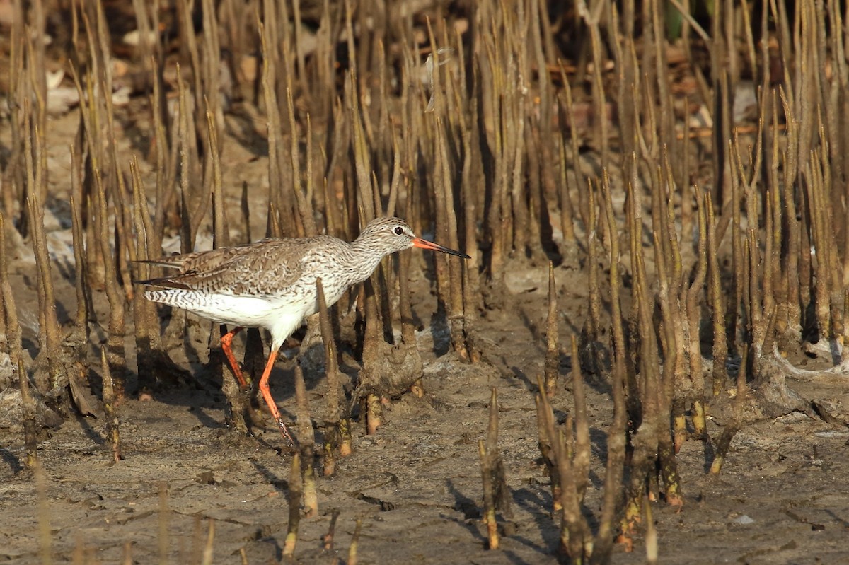 Common Redshank - ML618425644