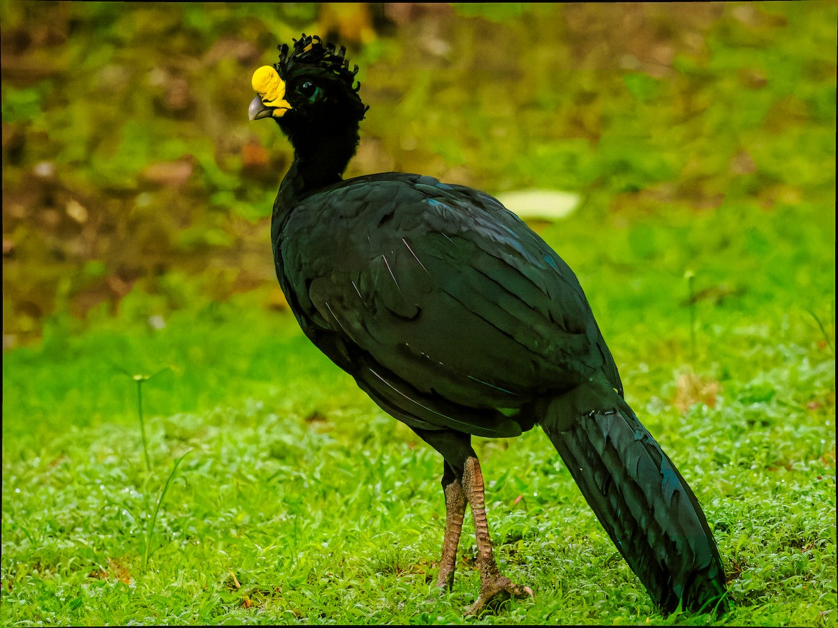 Great Curassow - ML618425647