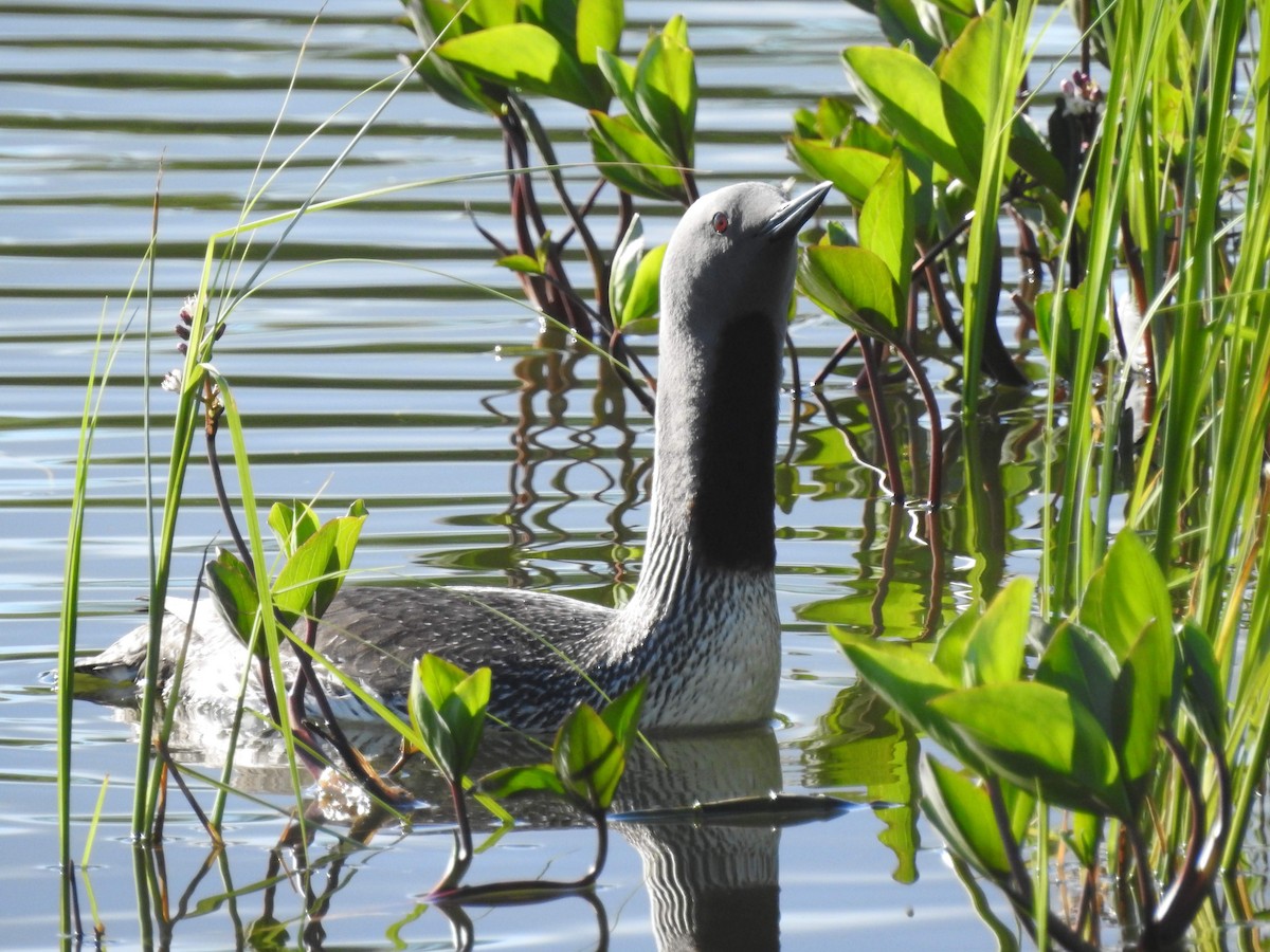 Red-throated Loon - ML618425652