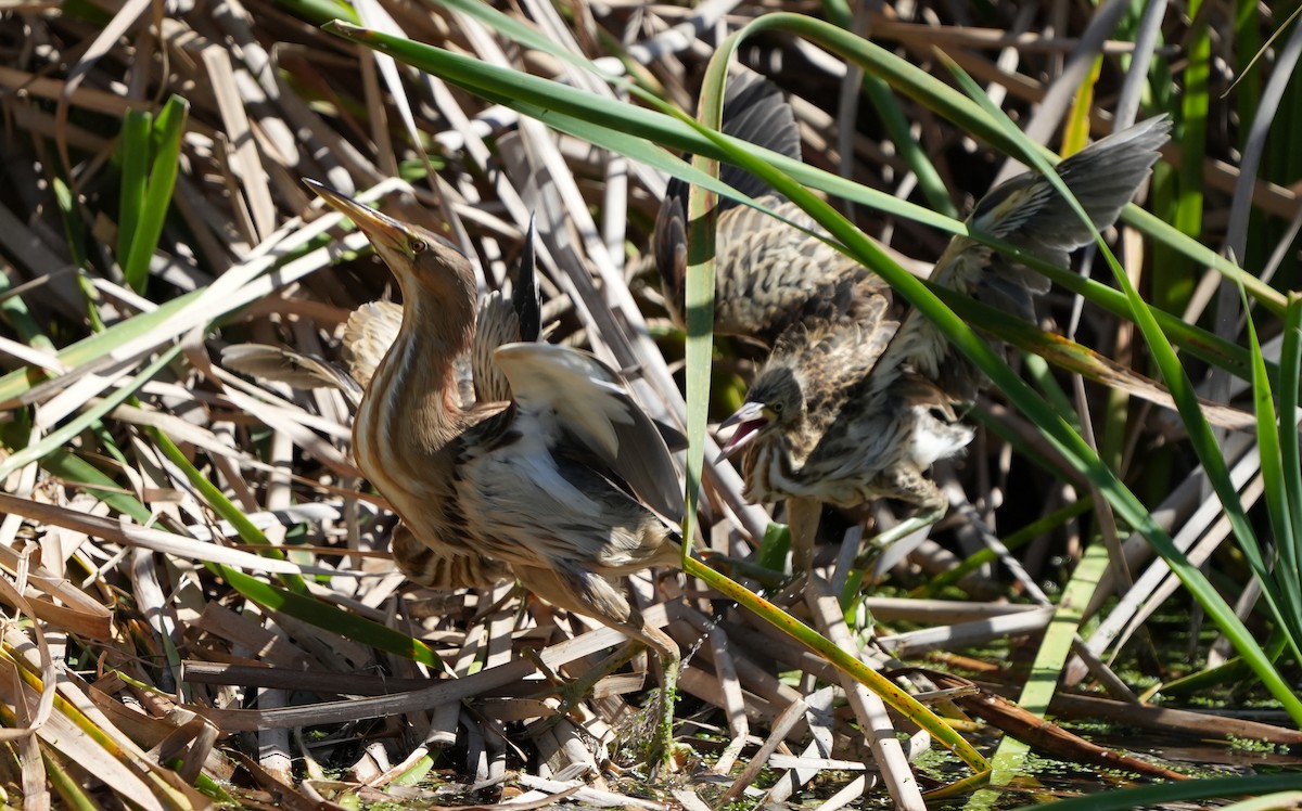 Little Bittern - ML618425658