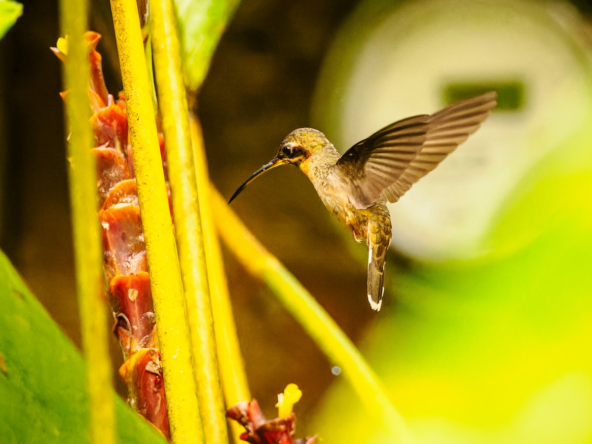 Полосатохвостый колибри-отшельник - ML618425664