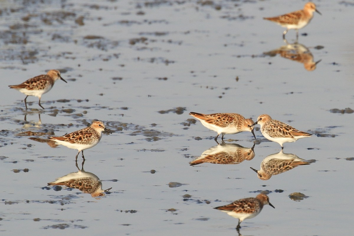 Little Stint - ML618425696