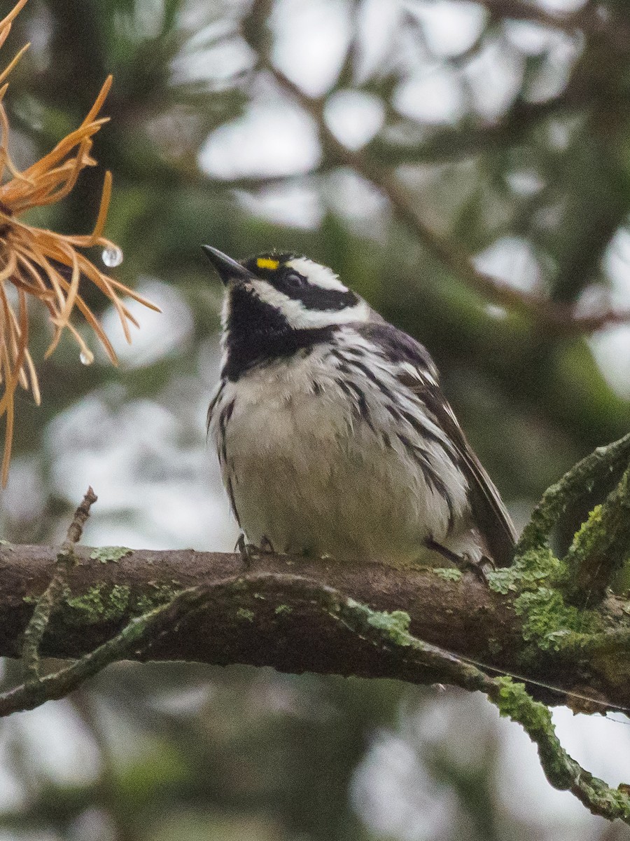Black-throated Gray Warbler - Darrell Lawson