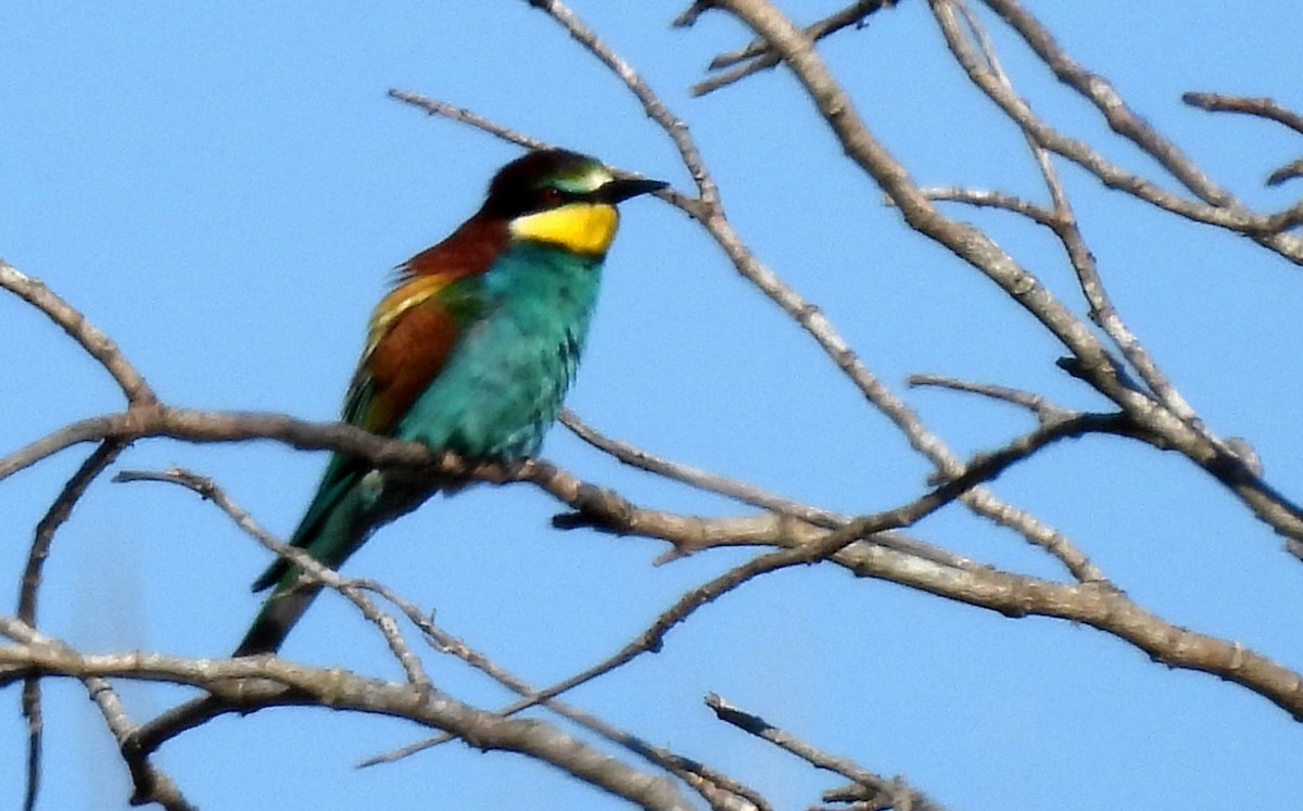 European Bee-eater - ML618425704