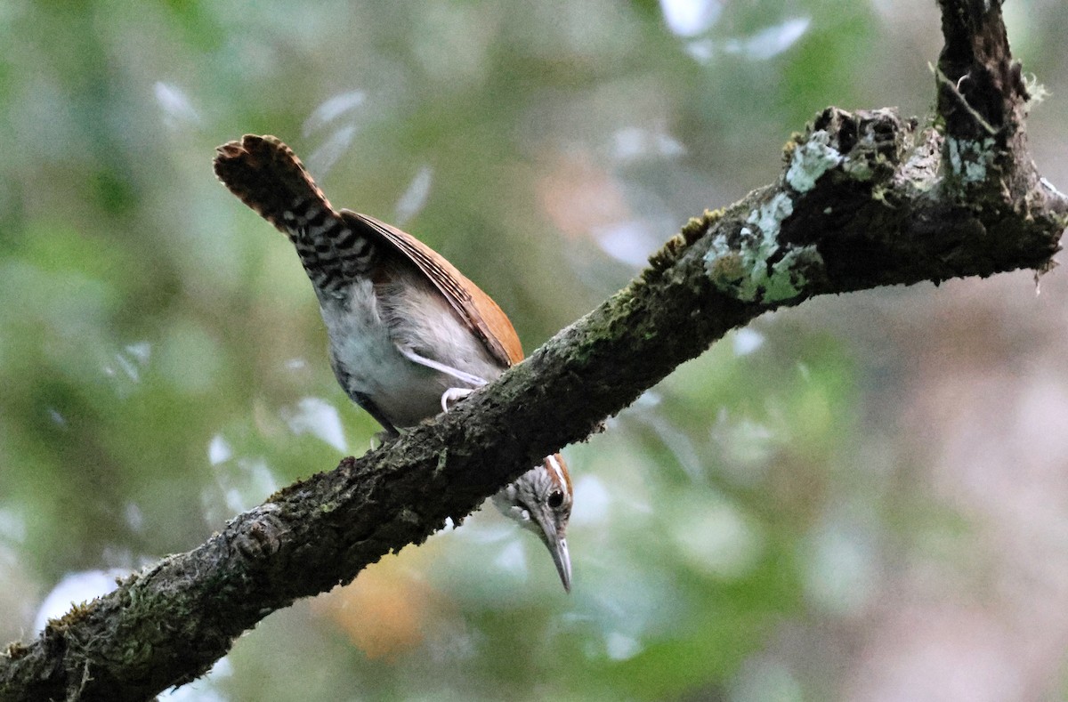 Rufous-and-white Wren - ML618425705