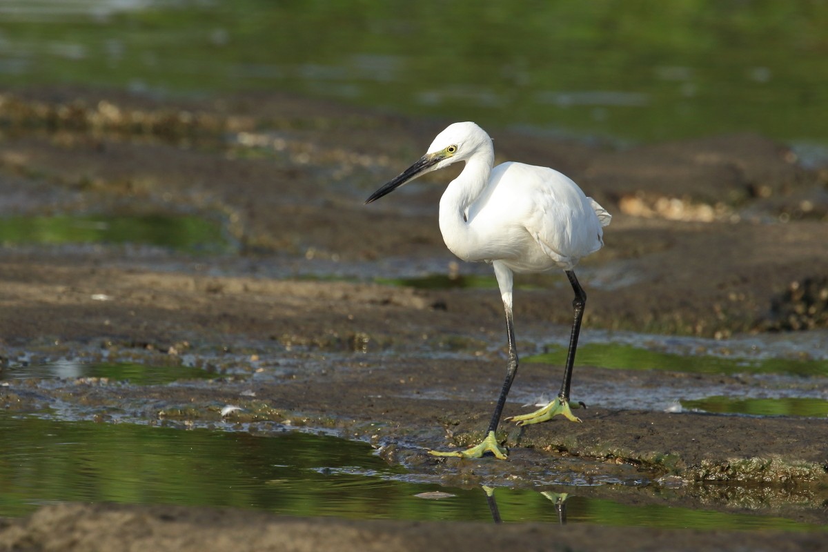 Little Egret - ML618425707