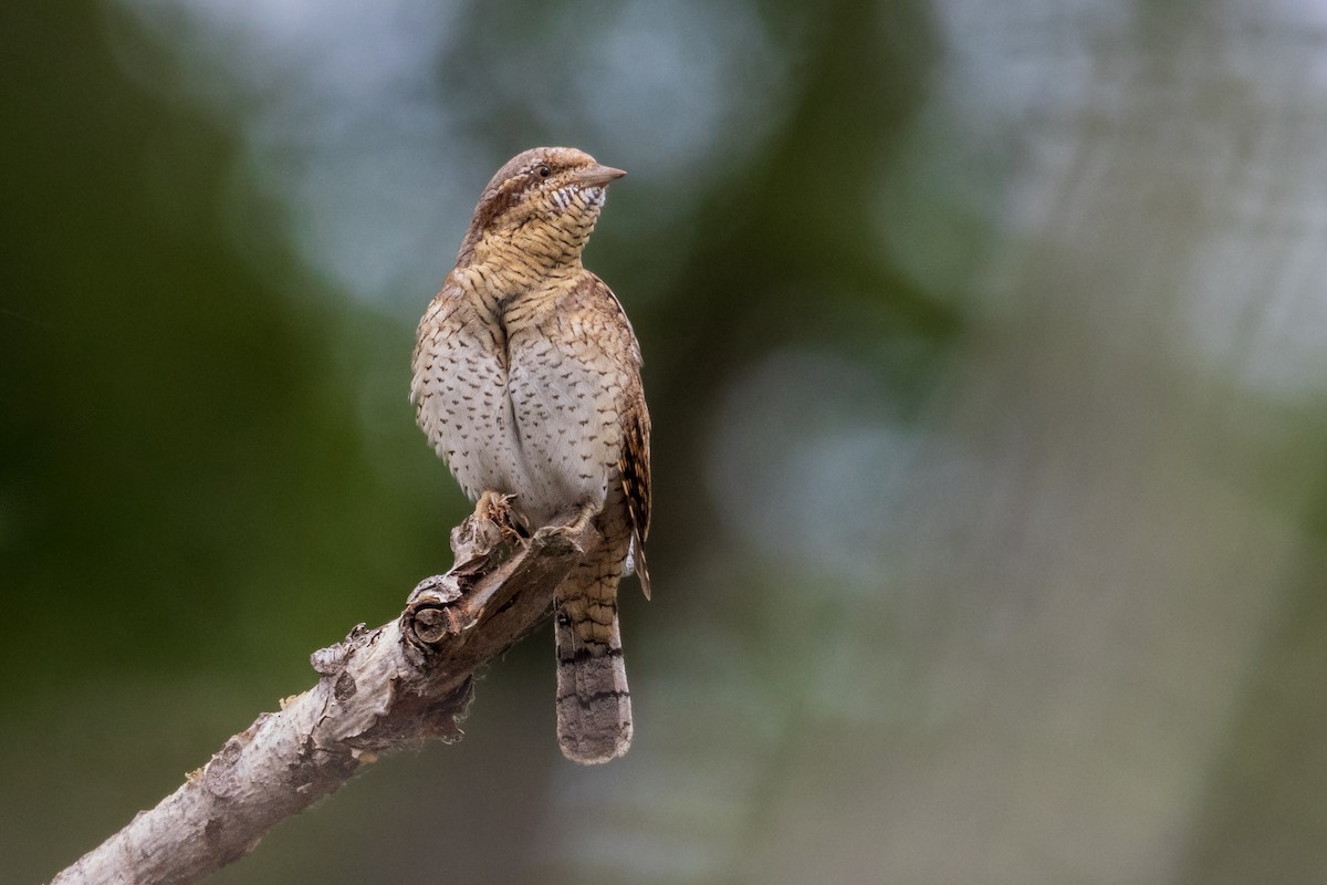 Eurasian Wryneck - Michal Bagala