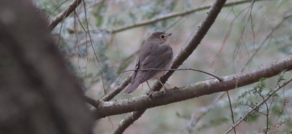 Swainson's Thrush - BJ dooley