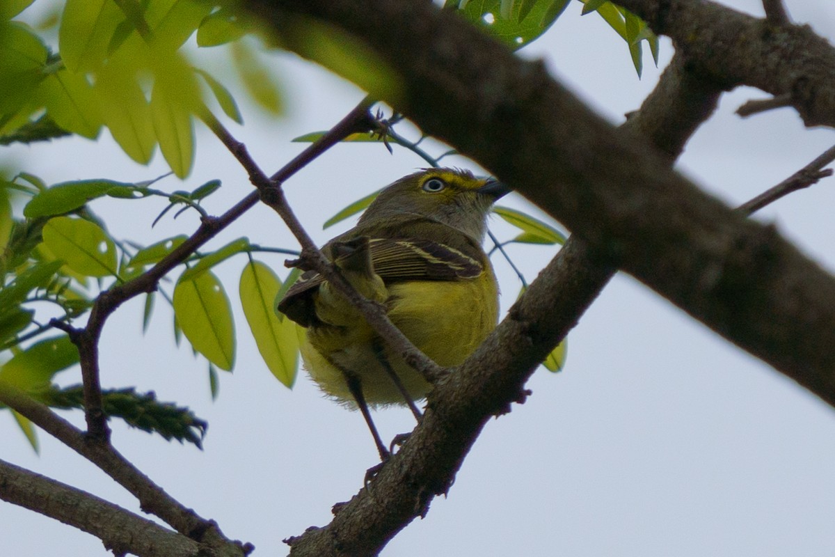 White-eyed Vireo - Conor Tompkins