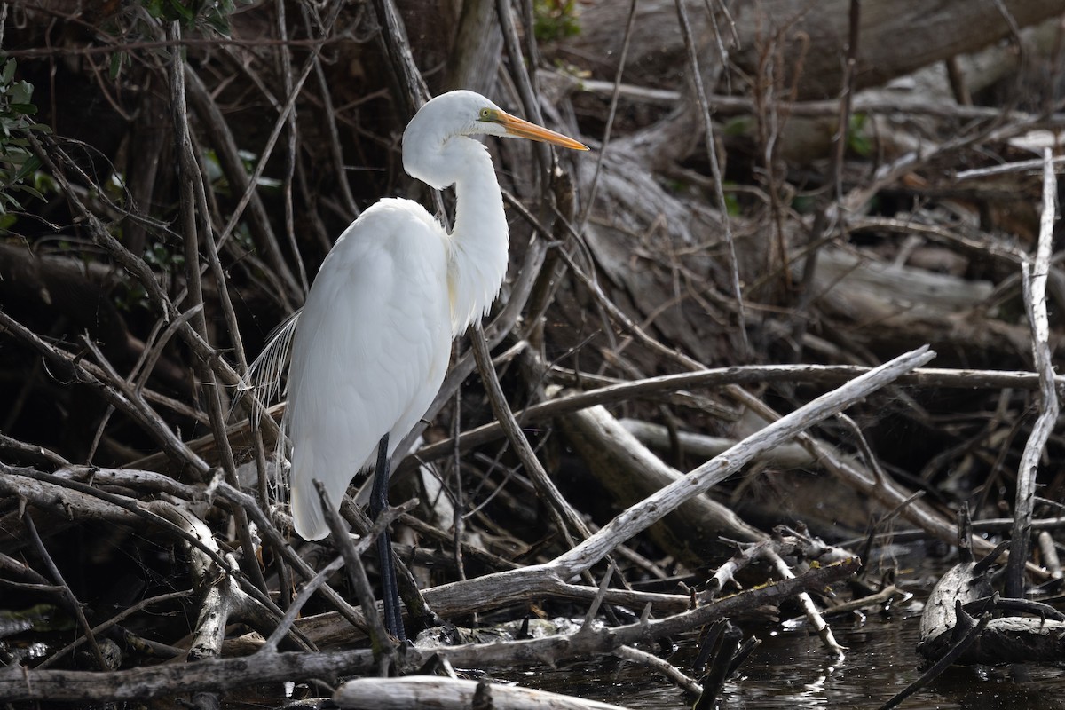 Great Egret - ML618425785