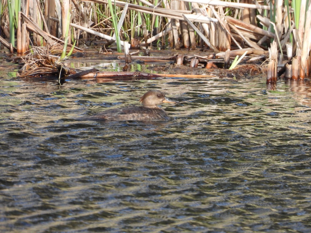 Hooded Merganser - ML618425786