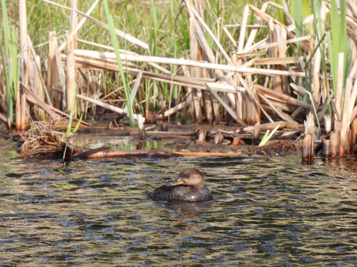 Hooded Merganser - ML618425787