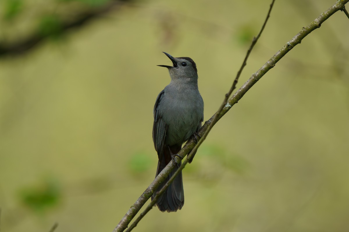 Gray Catbird - Conor Tompkins