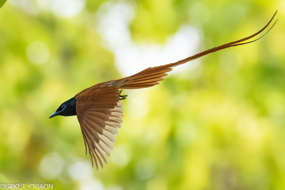Indian Paradise-Flycatcher - Saket Oraon