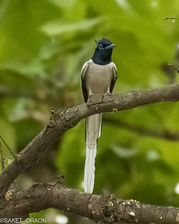 Indian Paradise-Flycatcher - Saket Oraon