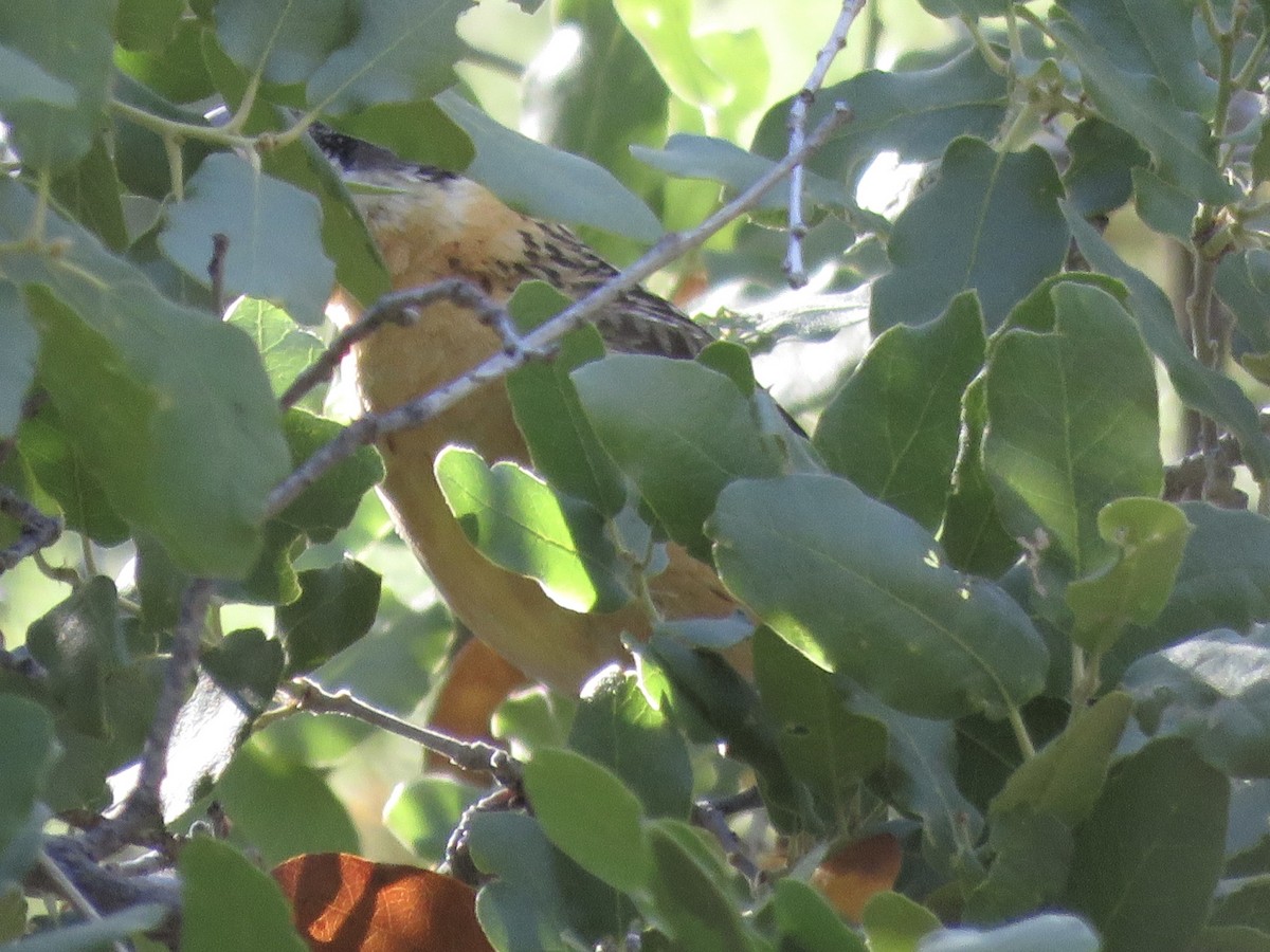 Black-headed Grosbeak - ML618425825