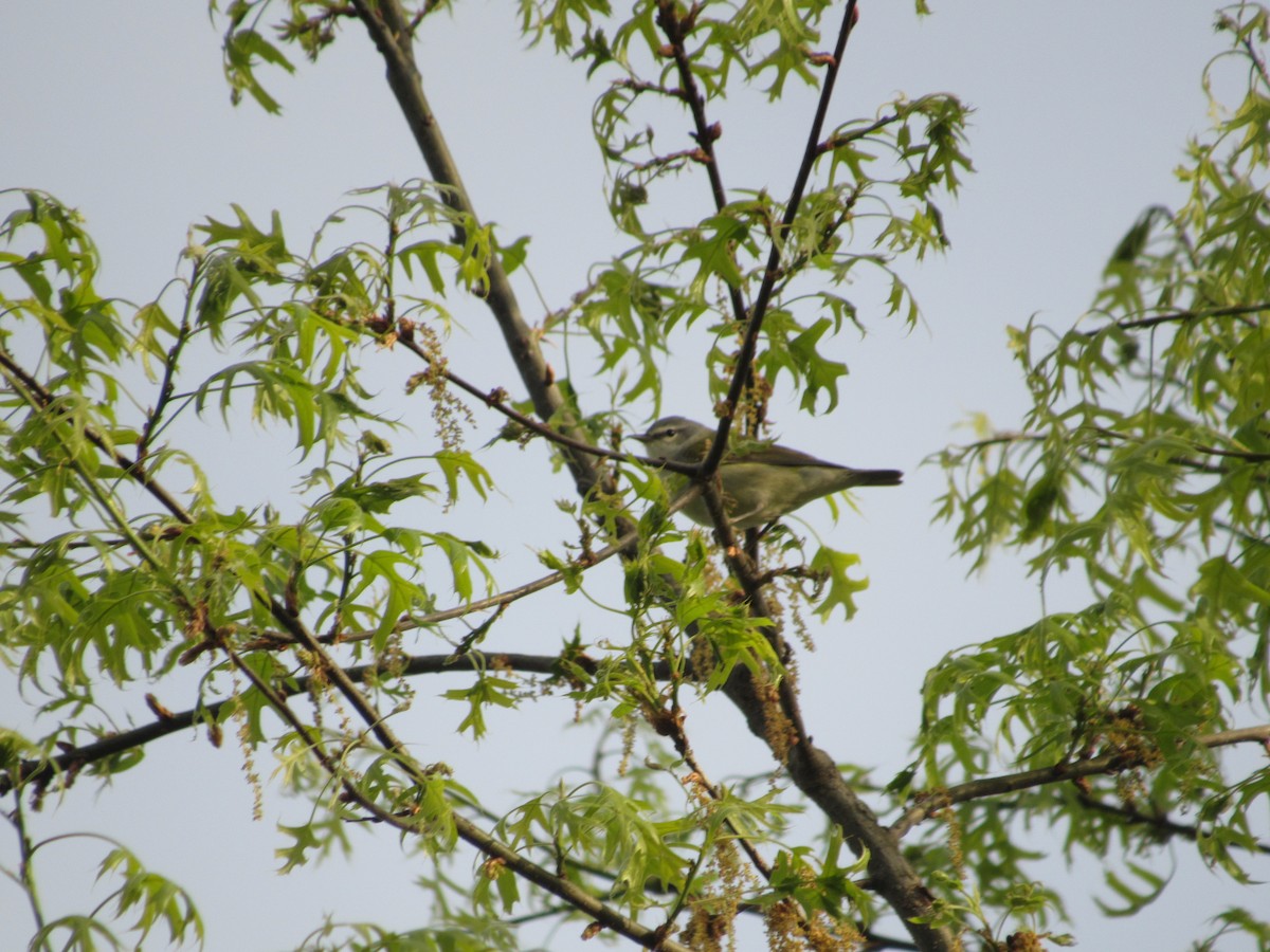 Tennessee Warbler - John Coyle