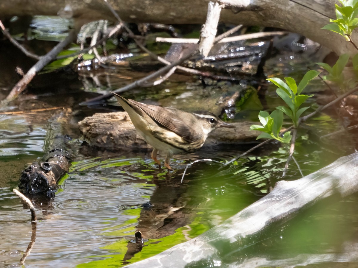 Louisiana Waterthrush - ML618425841