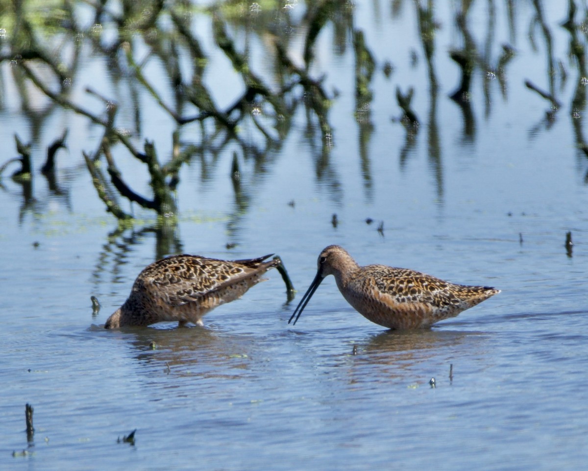 Long-billed Dowitcher - ML618425853