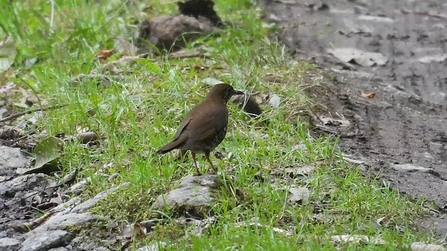 Himalayan Thrush - ML618425919