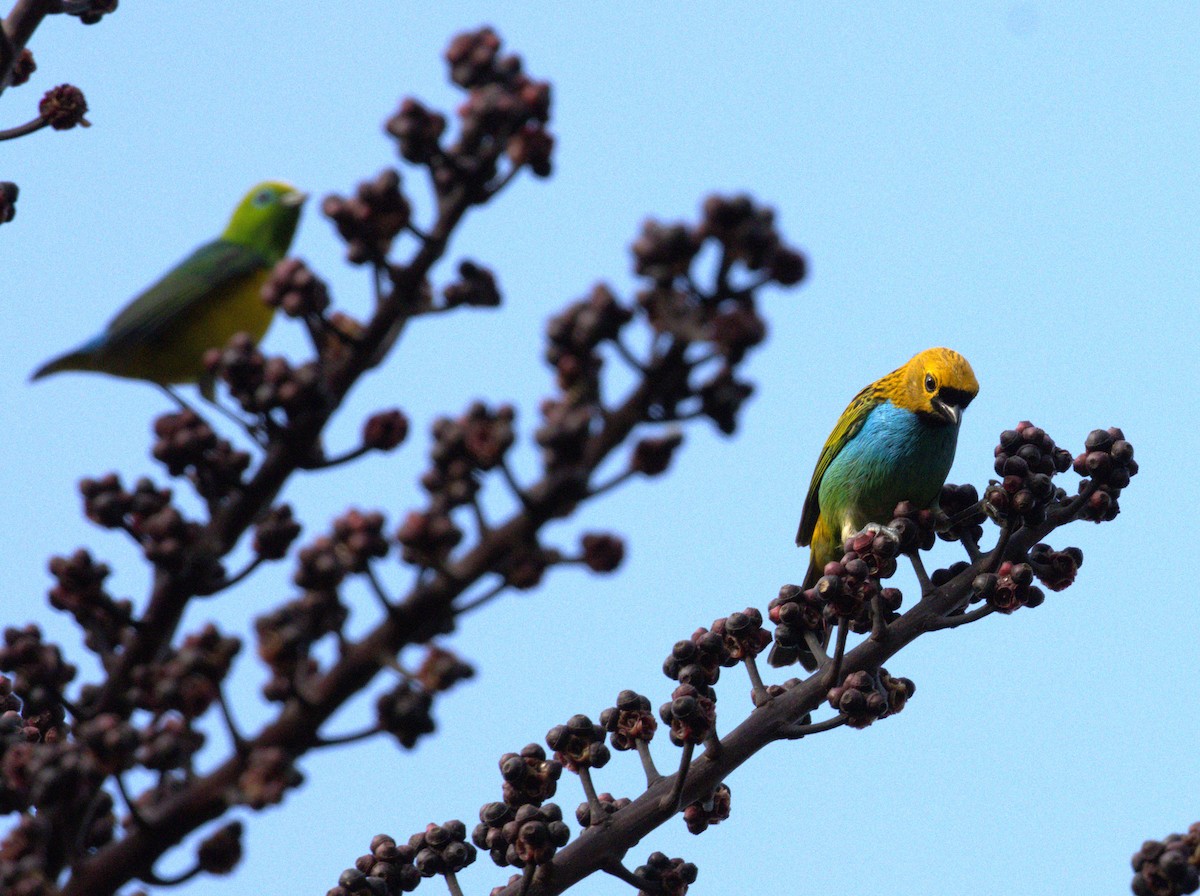 Gilt-edged Tanager - Janaina Souza