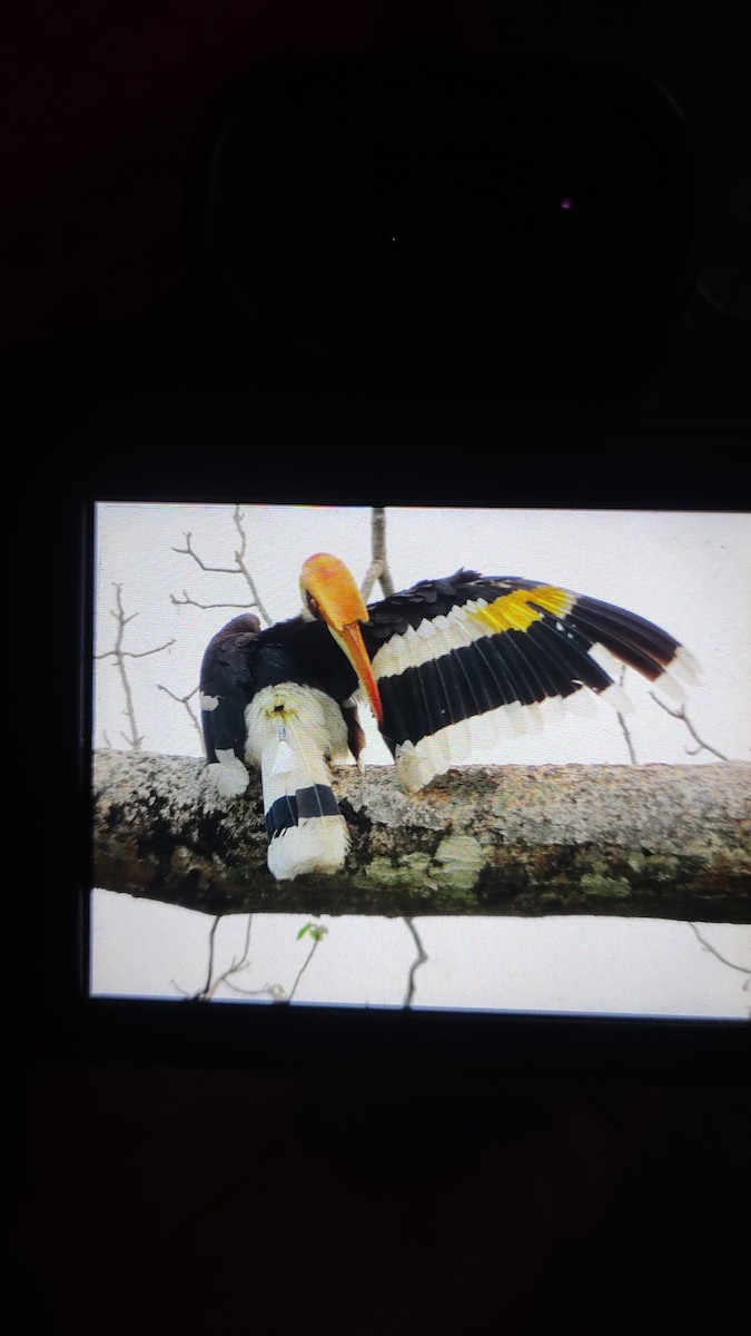 Great Hornbill - ML618425942