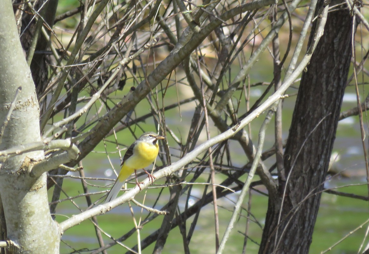 Gray Wagtail - ML618425947