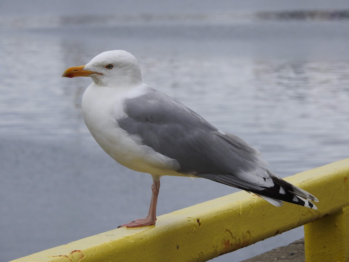 Herring Gull - David Cristóbal Huertas