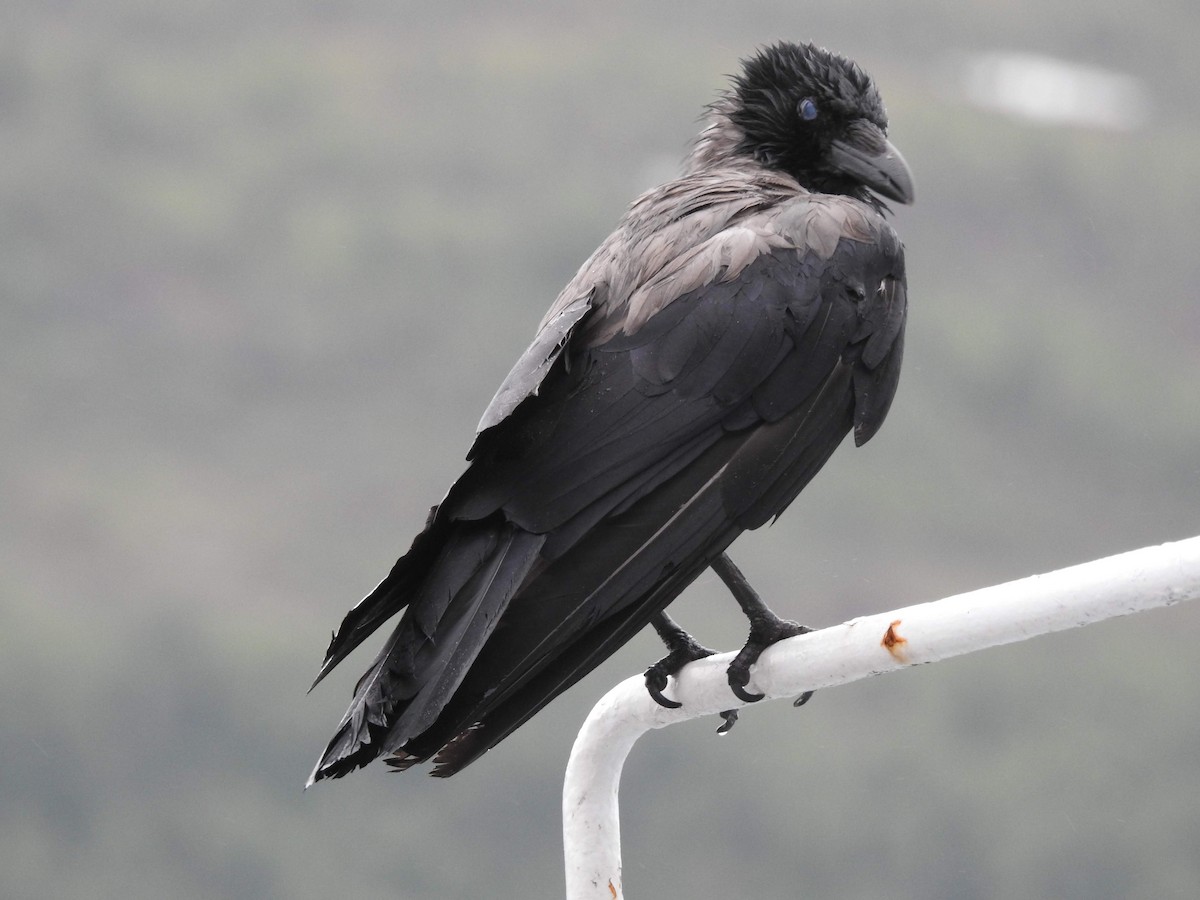 Hooded Crow - David Cristóbal Huertas