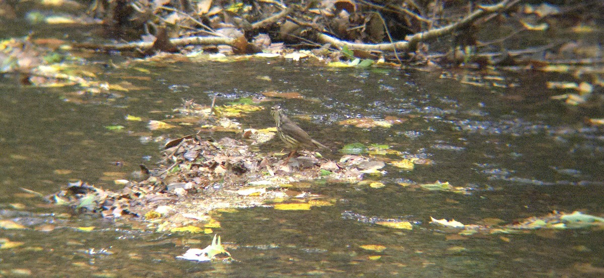 Louisiana Waterthrush - ML618425984