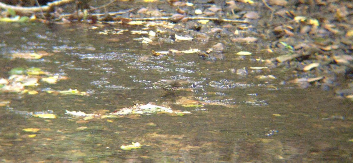 Louisiana Waterthrush - ML618425985