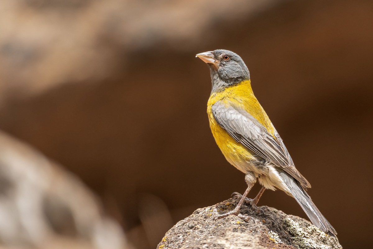 Gray-hooded Sierra Finch - Marco Fidalgo