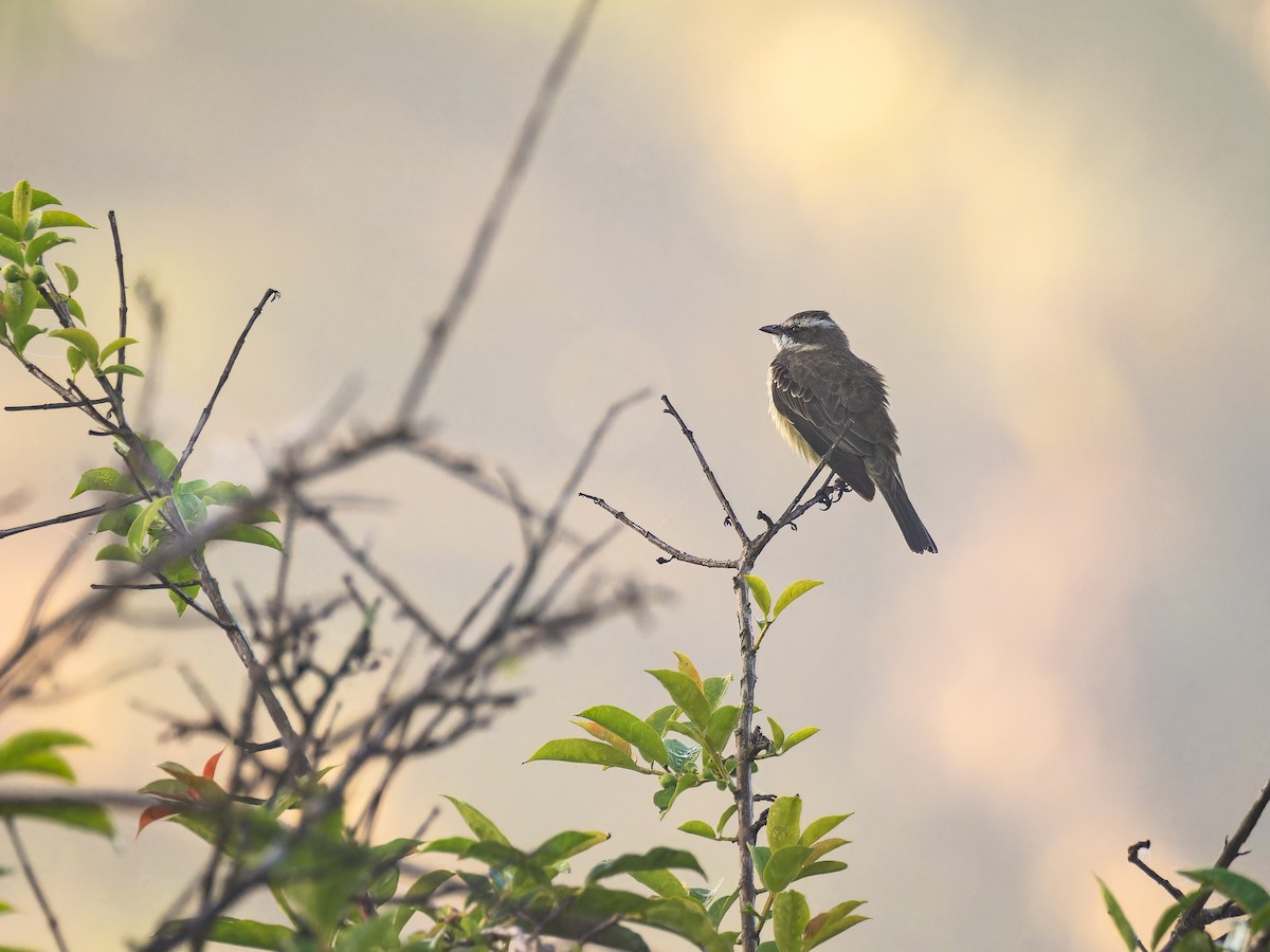 Piratic Flycatcher - Deborah Berlyne