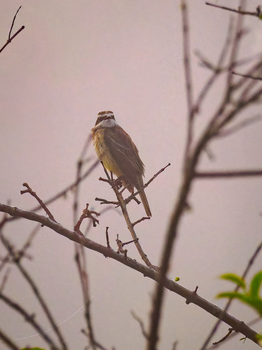 Piratic Flycatcher - Deborah Berlyne