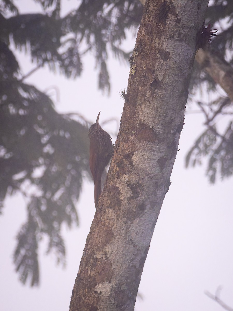 Streak-headed Woodcreeper - Deborah Berlyne