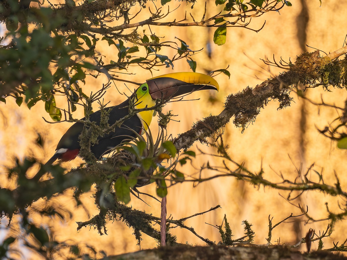 Yellow-throated Toucan - Deborah Berlyne