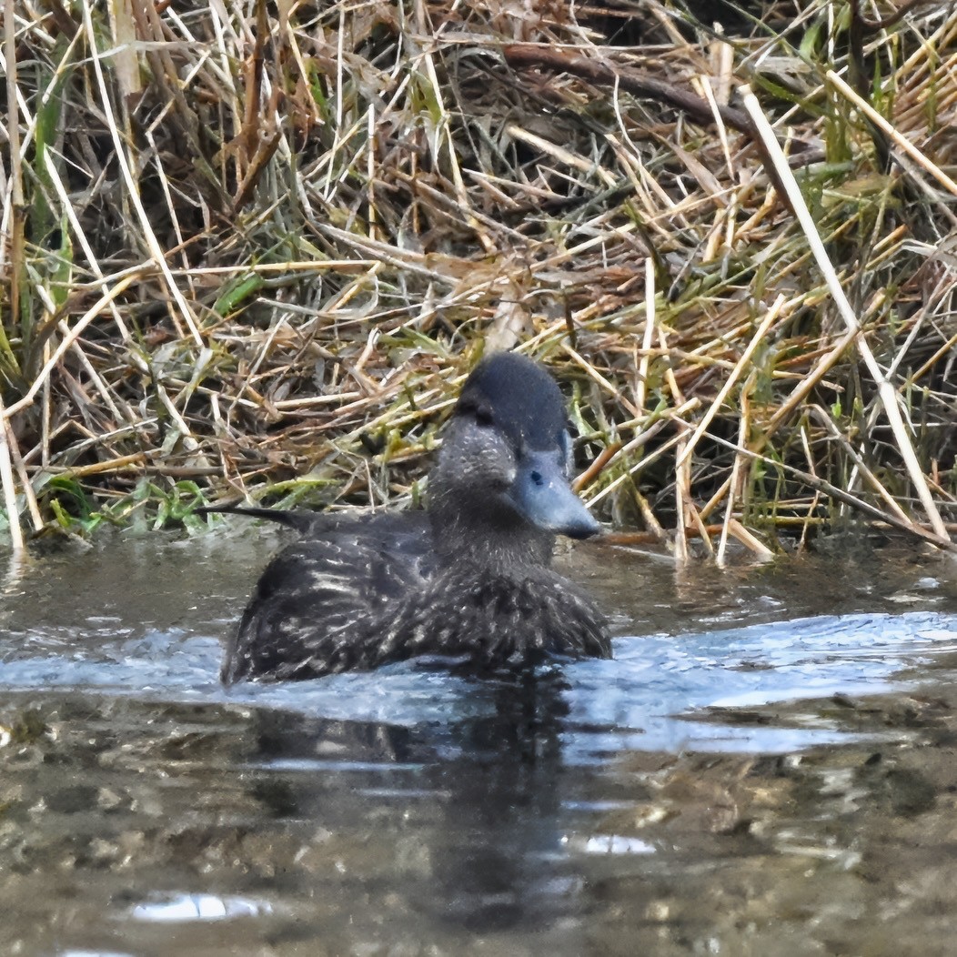 American Black Duck - Jennifer Halter