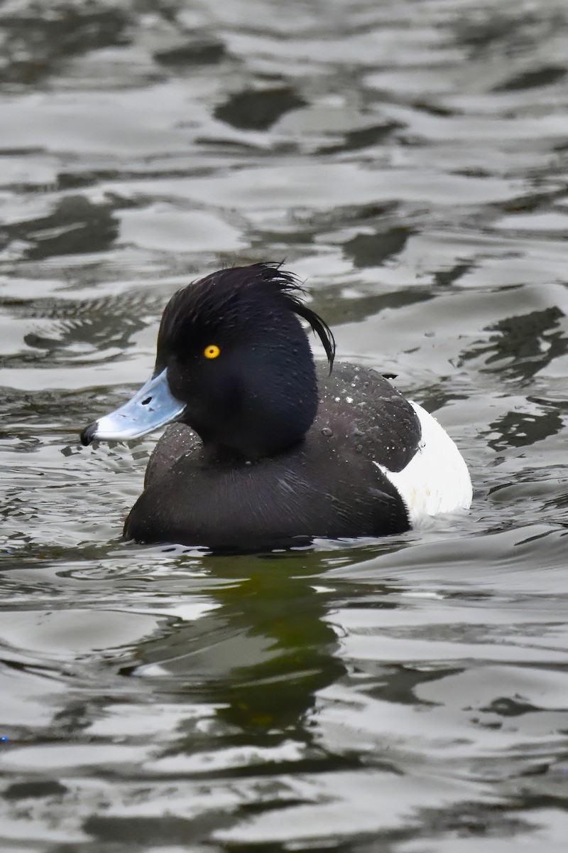 Tufted Duck - ML618426108