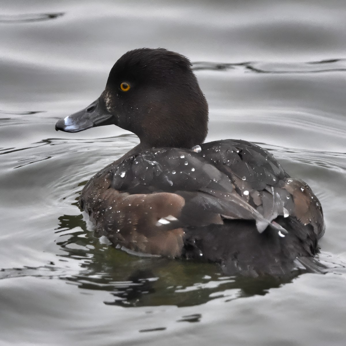 Tufted Duck - ML618426109