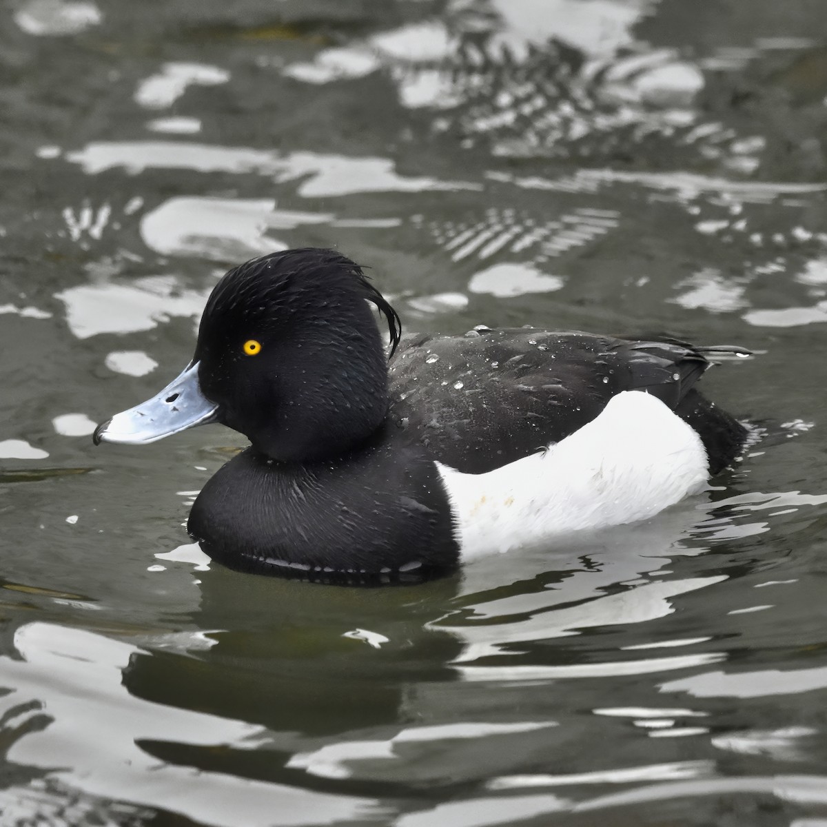 Tufted Duck - ML618426110