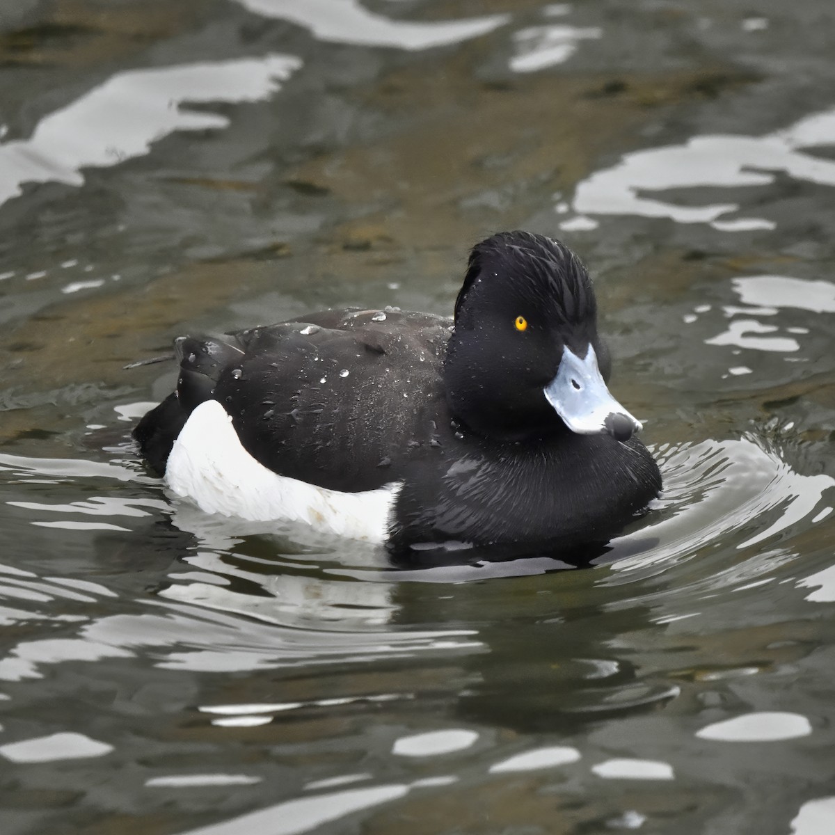 Tufted Duck - ML618426111