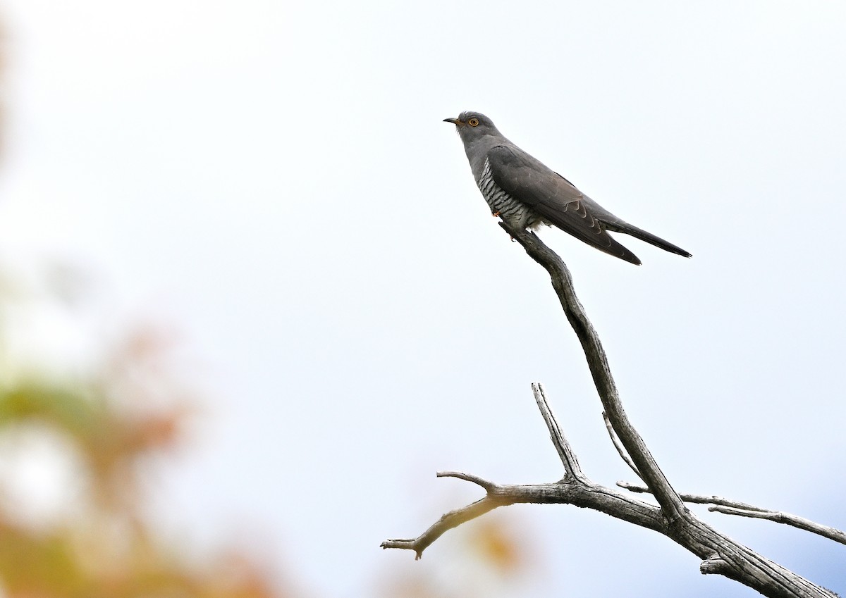 Common Cuckoo - ML618426115