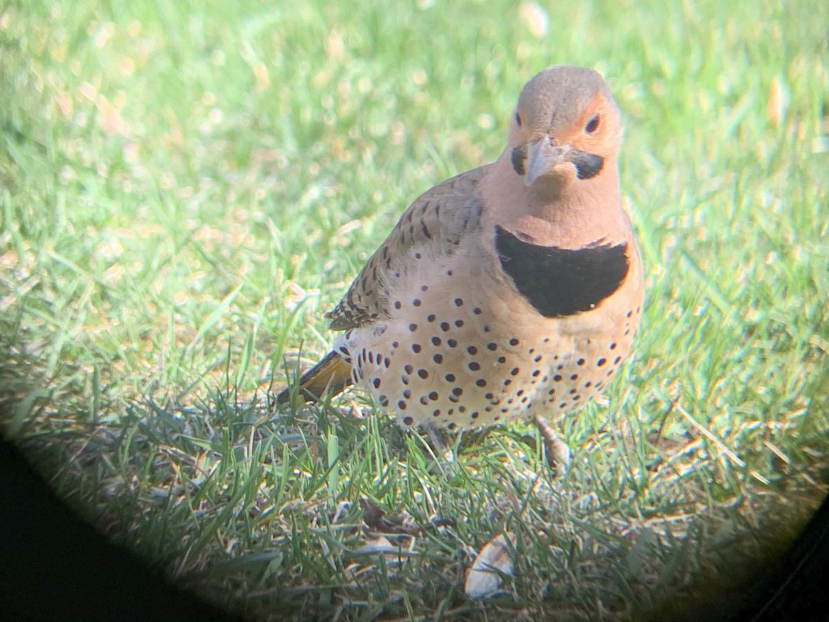 Northern Flicker - August Palmer