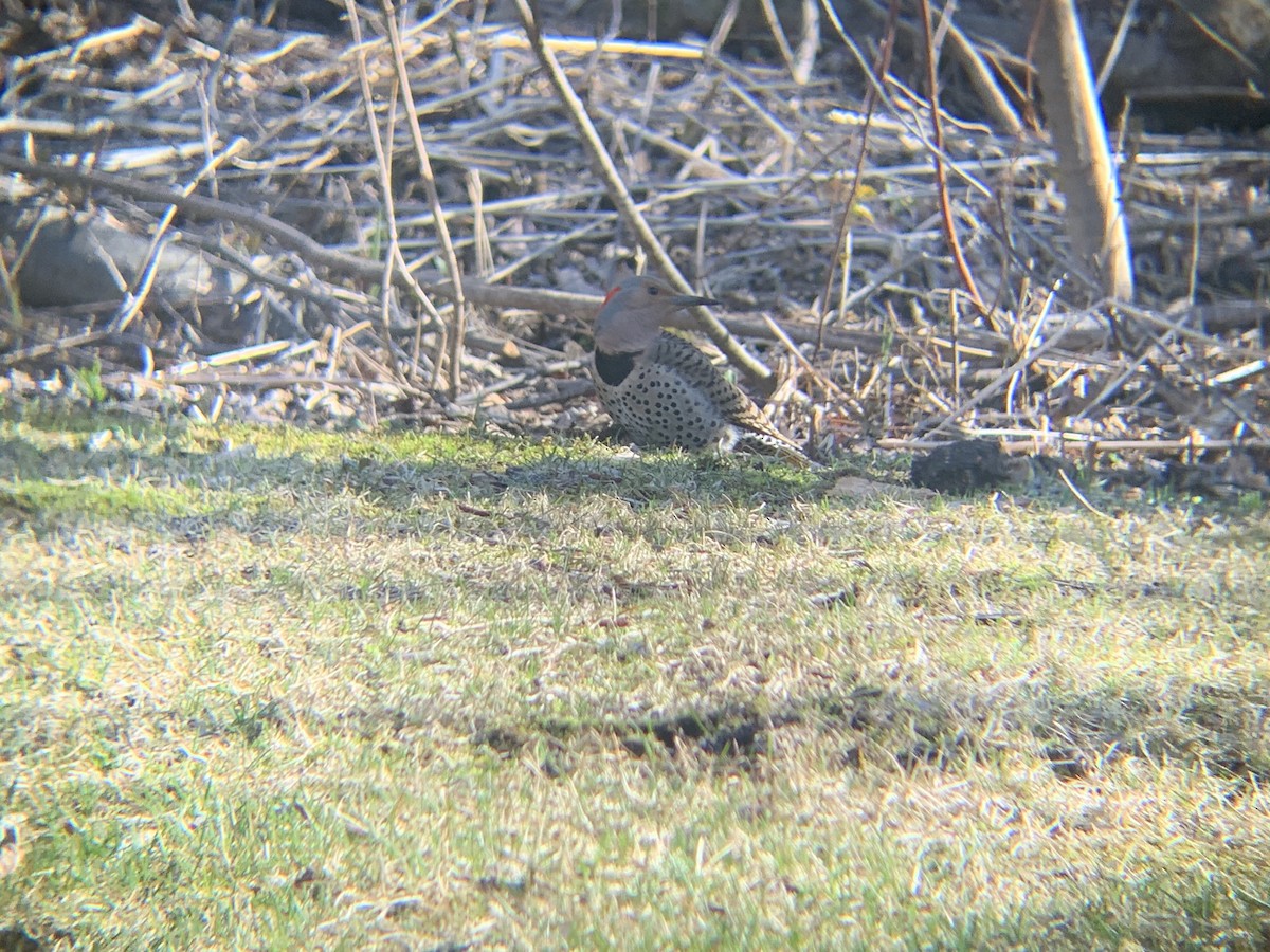 Northern Flicker - August Palmer