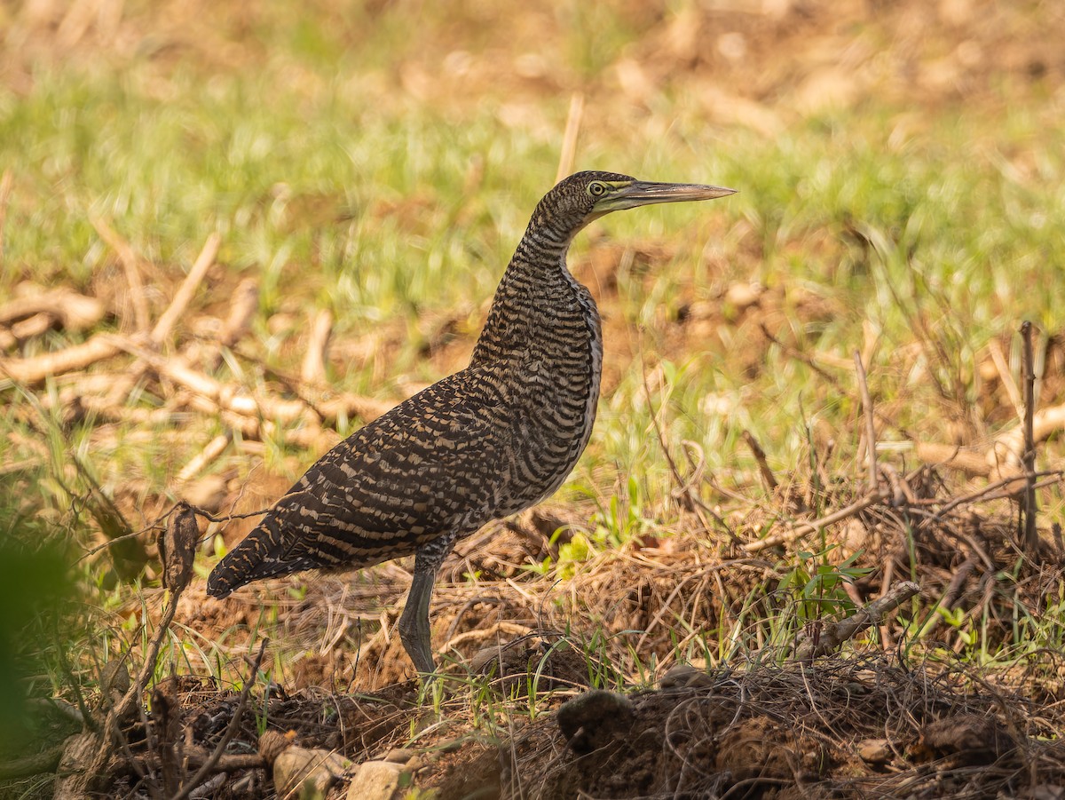 Bare-throated Tiger-Heron - Deborah Berlyne