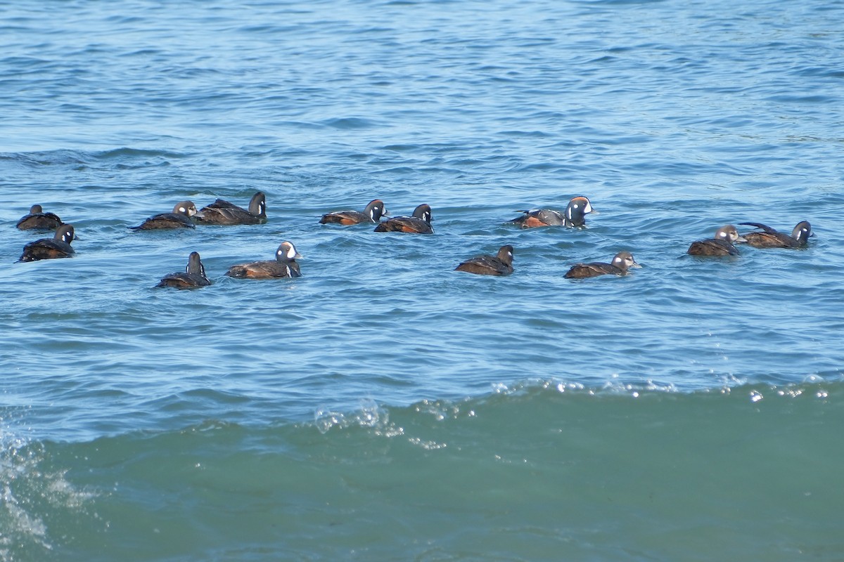 Harlequin Duck - ML618426178