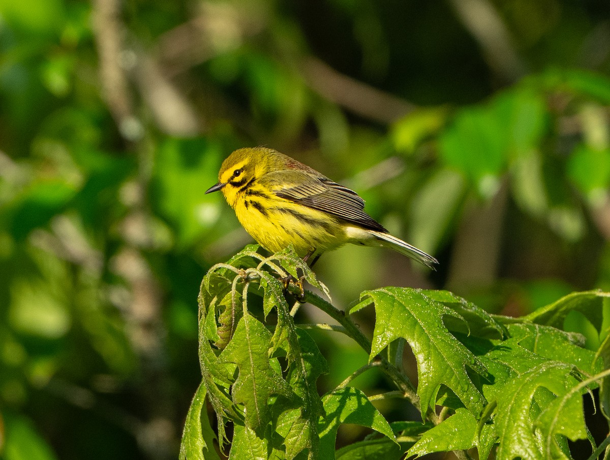 Prairie Warbler - ML618426225